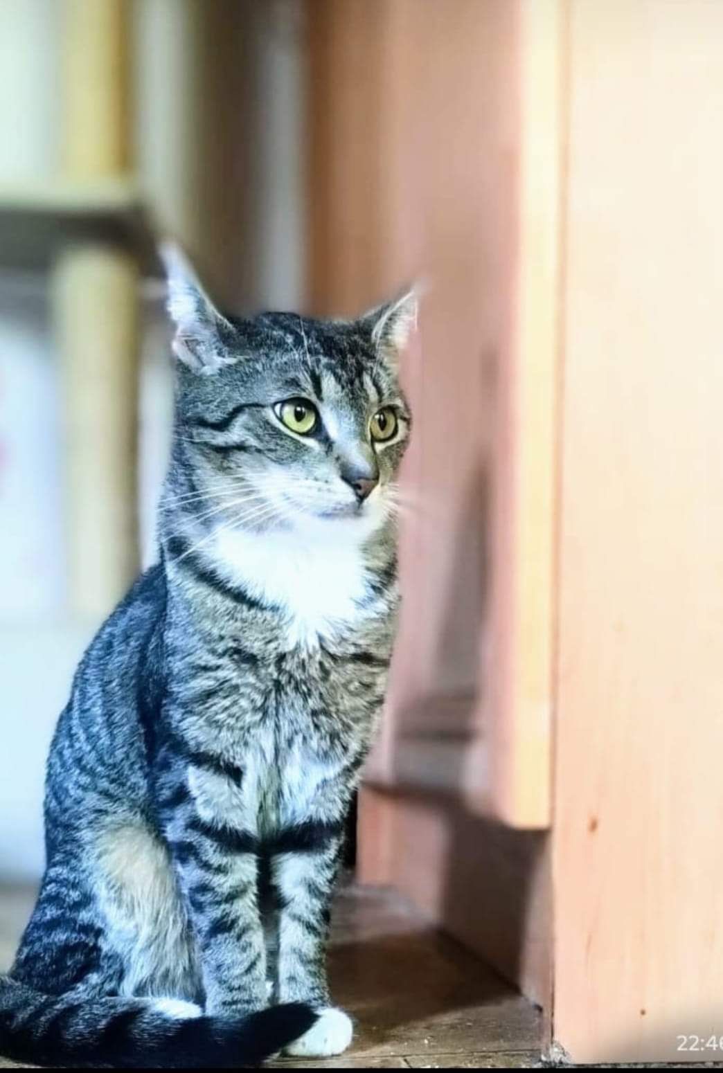 Matrix do adopcji