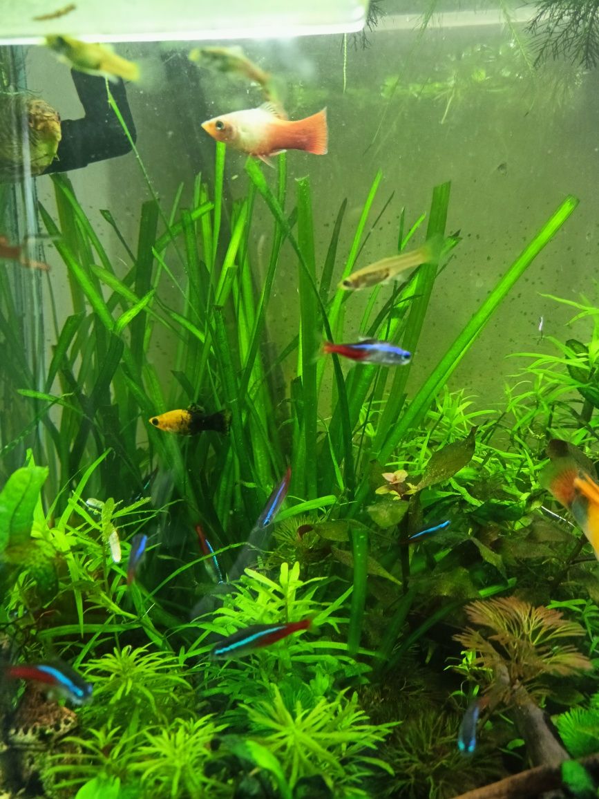 Zestaw roślin do akwarium