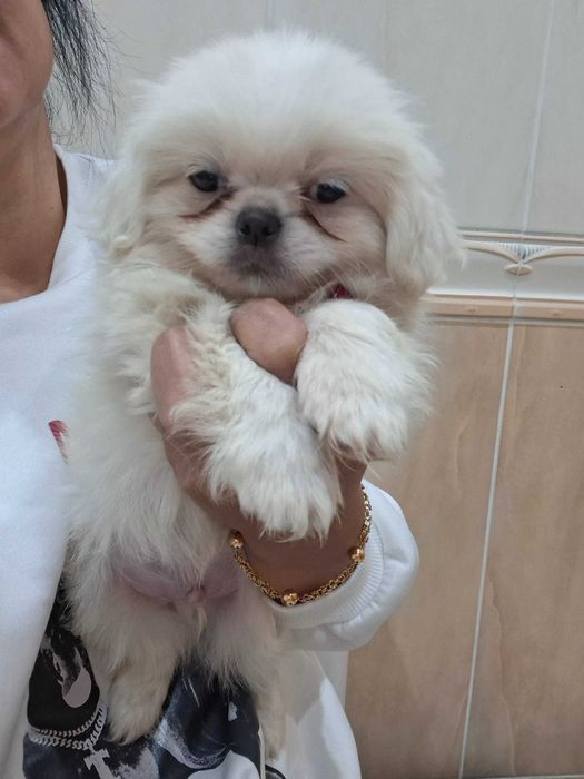 Pequines macho lindo
