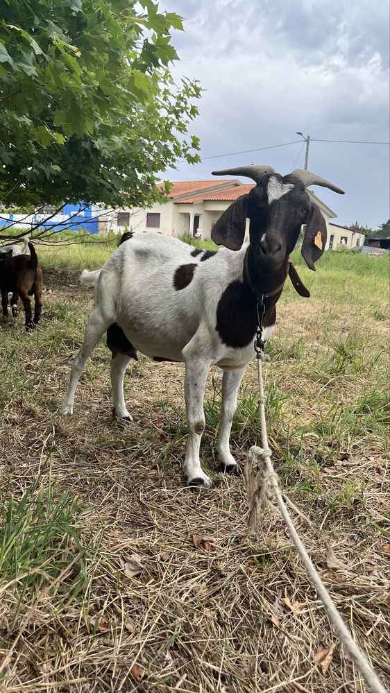 Macho boer       .