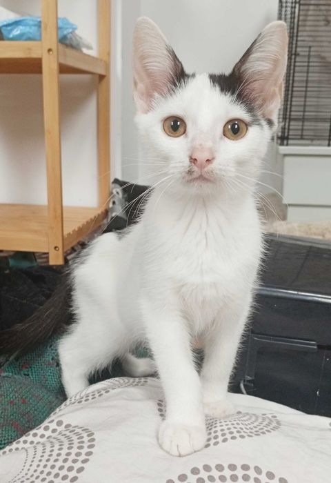 Słodki kotek Marianek do adopcji