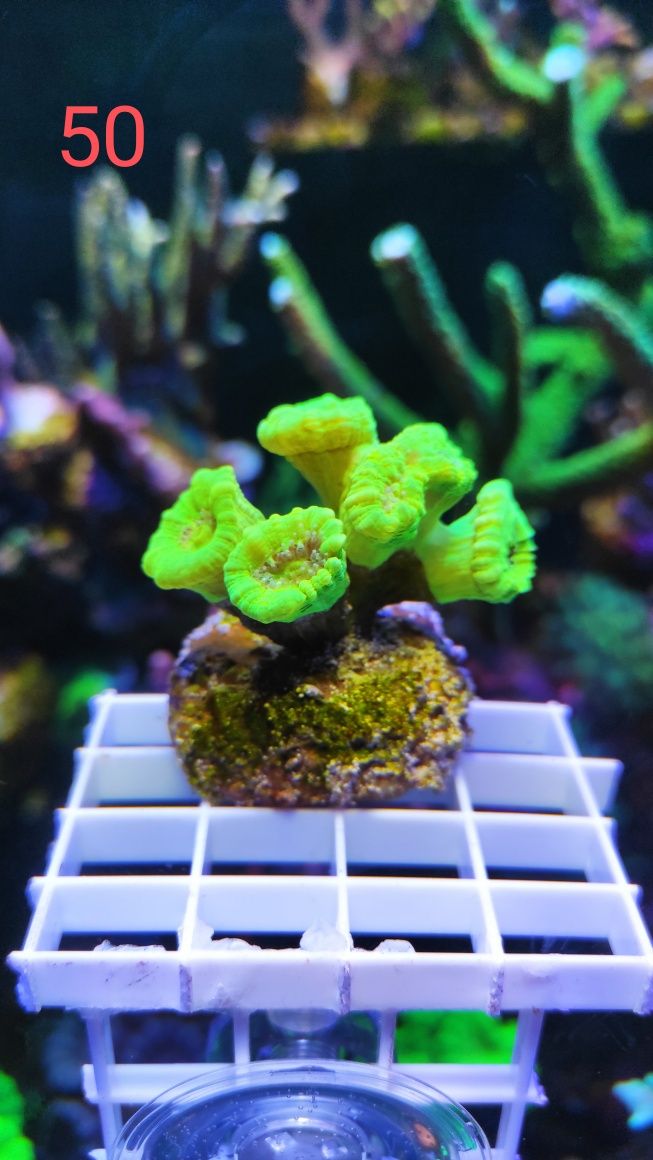 Calustrea fluo lps korale morskie