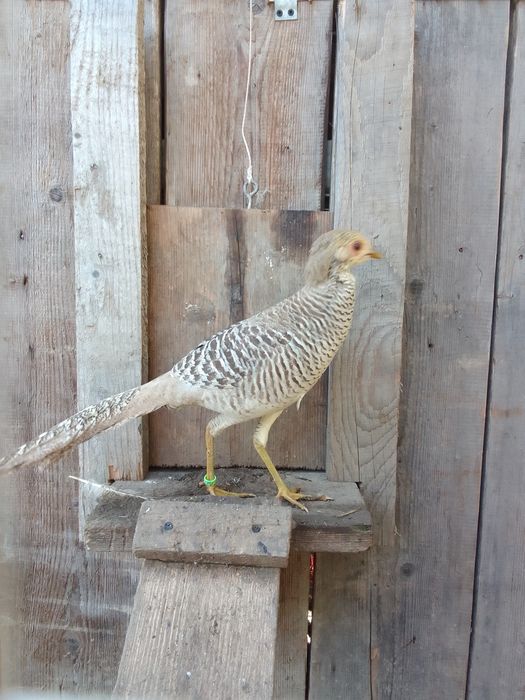 Bażanty żółte, bananowe kurki