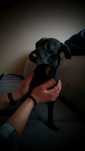 Chudy do adopcji