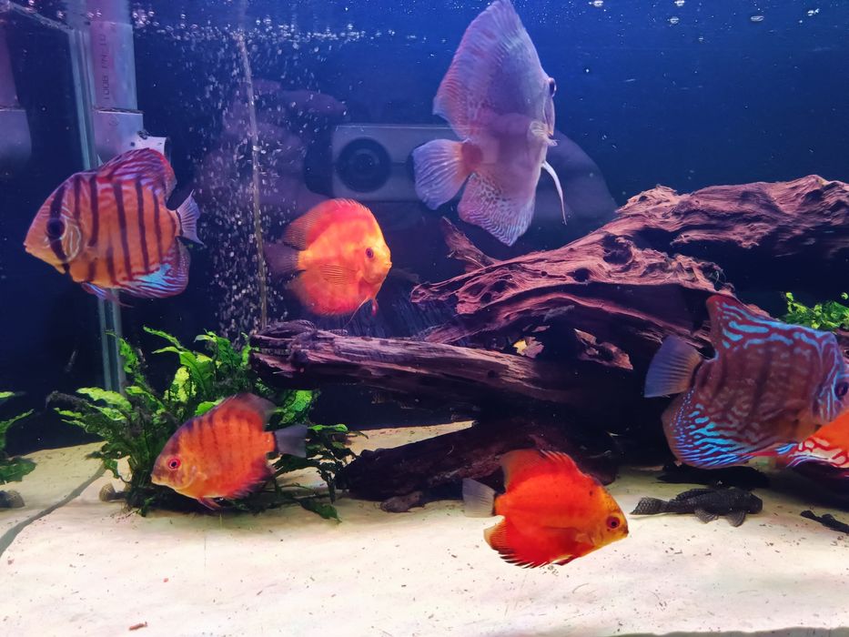 Rybki paletki likwidacja akwarium cena 1szt
