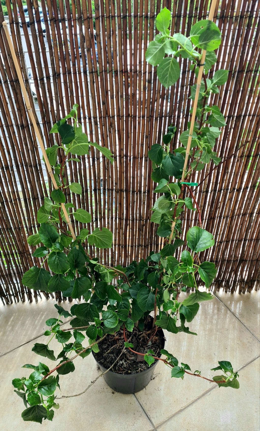 Hortensja pnąca 100 cm w doniczce białe kwiaty