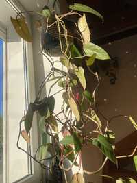 Filodendron wiszący roślina doniczkowa