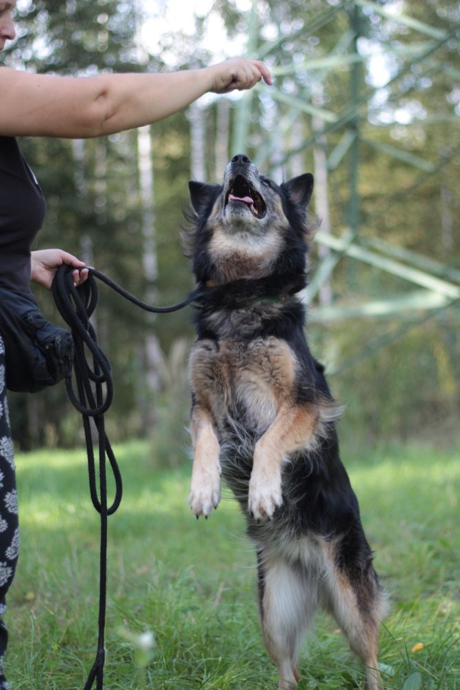 Czy cudowna Kora ma jeszcze szansę na dom?