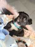 Chihuahua czarny piesek