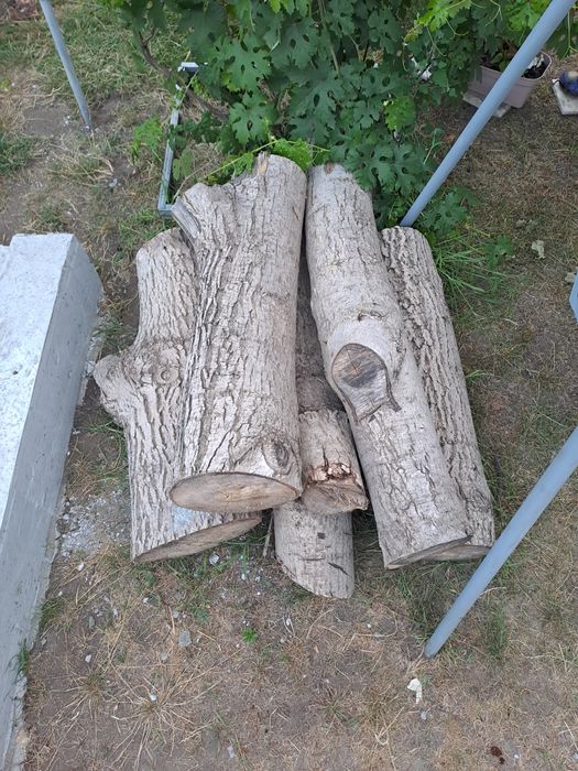 Продам ствол ореха ,спил весна 2025.
