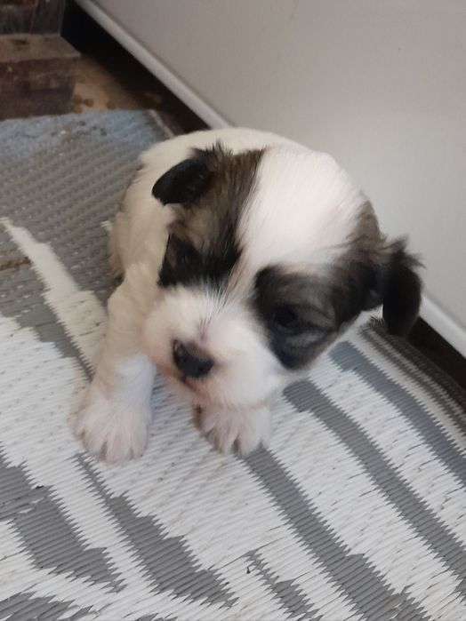 Hawańczyk  suczka z rodowodem