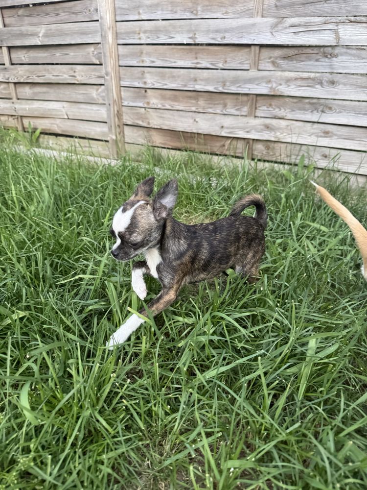 Suczka Chihiuahua Mini ZKwP (FCI)