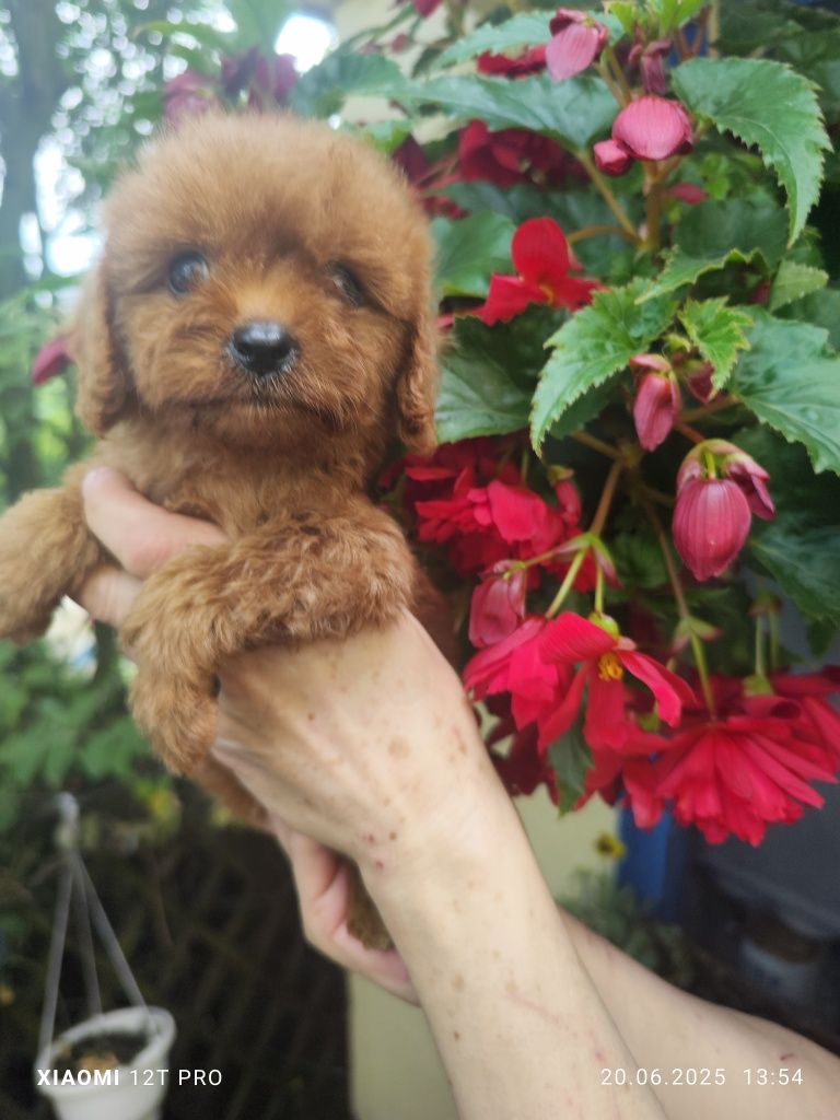Cavapoo F1 urocza dziewczynka