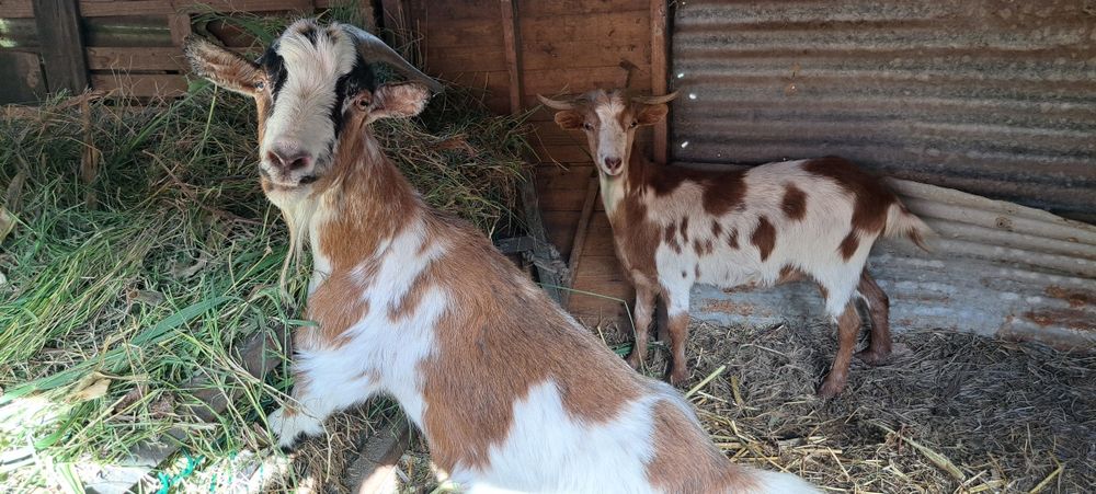 Cabras  novas e boas