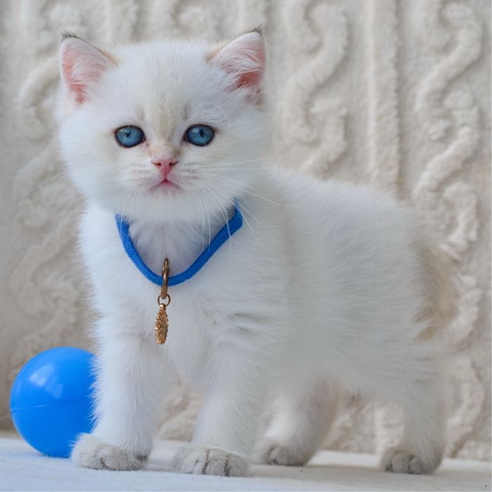 Солоденький британський котик