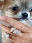 Chihuahua Beżowa Bardzo Mała Dziewczynka