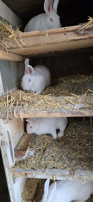 Króliki termondzkie samice