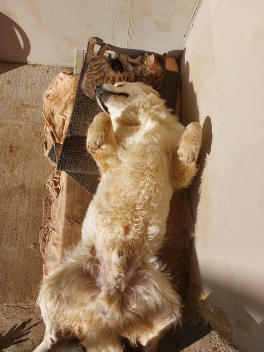 Голден Ретривьєр Вязка