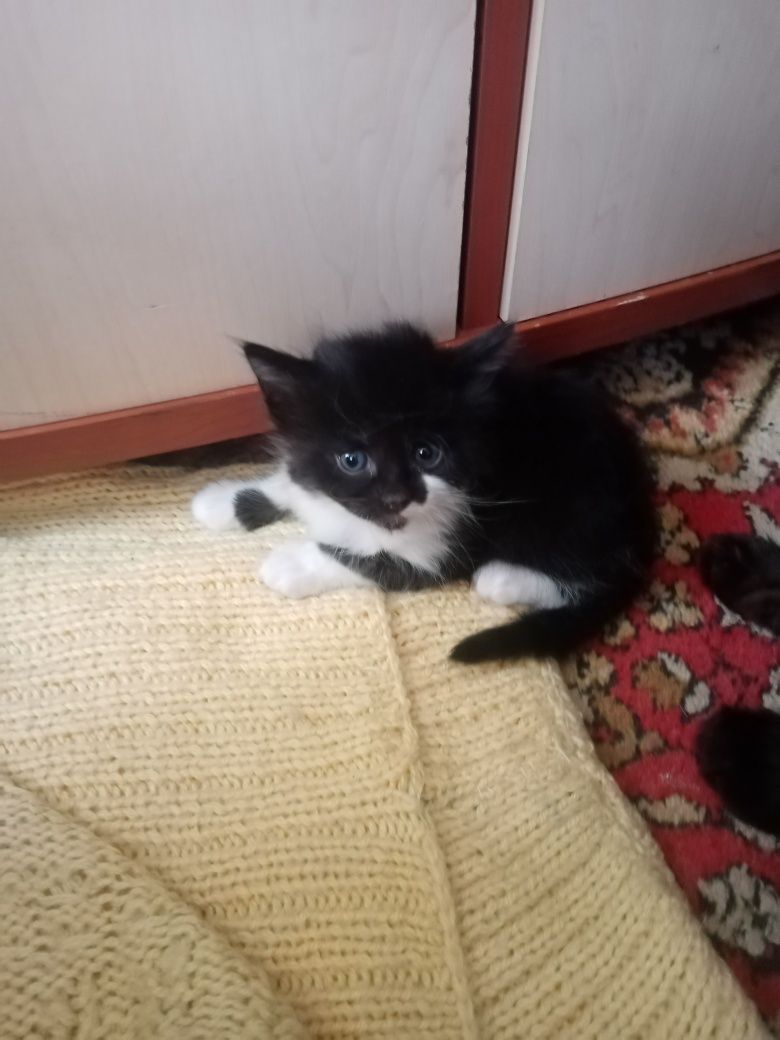 Котята отдам в очень добрый дом