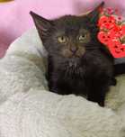 Kicia Cola-2 miesięczna Kicia do adopcji