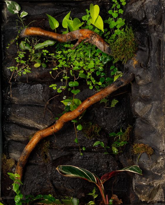 Terrarium tropikalne wyprzedaż 60x40x100
