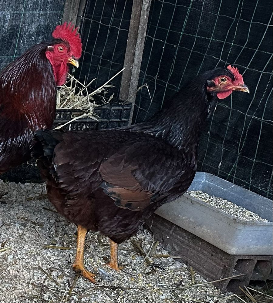 Rhode island red ovos