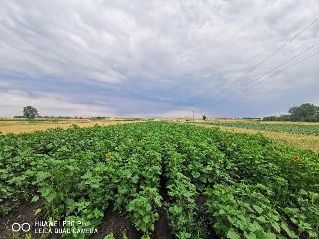 Słonecznik ozdobny na kwiat, nasiona