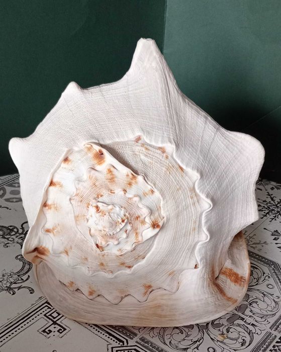 Muszla XXL cassis cornuta