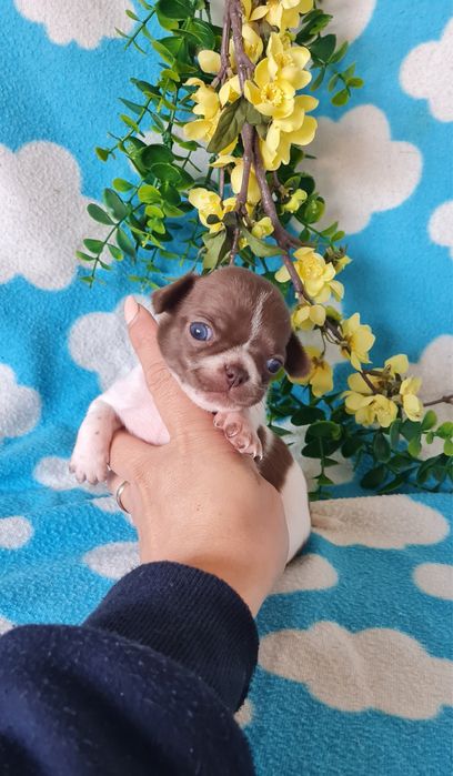 Excelente miniChocolate Chihuahua/Chiuaua de Qualidade, Linhagem Russa