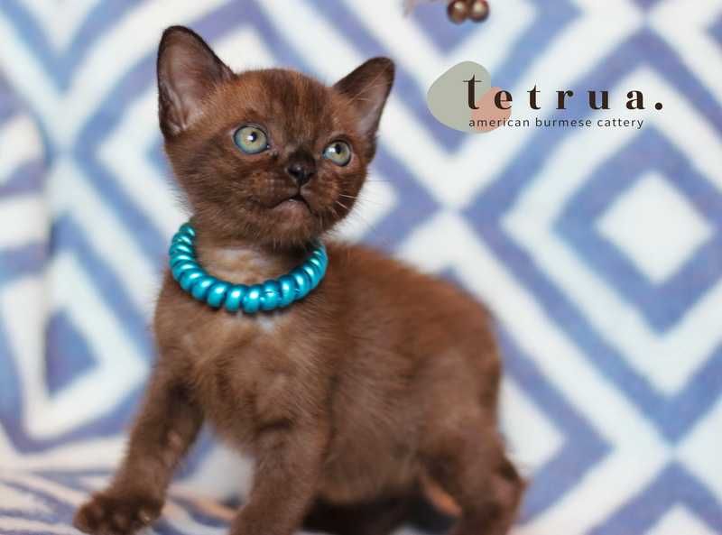 Американская бурма!!!