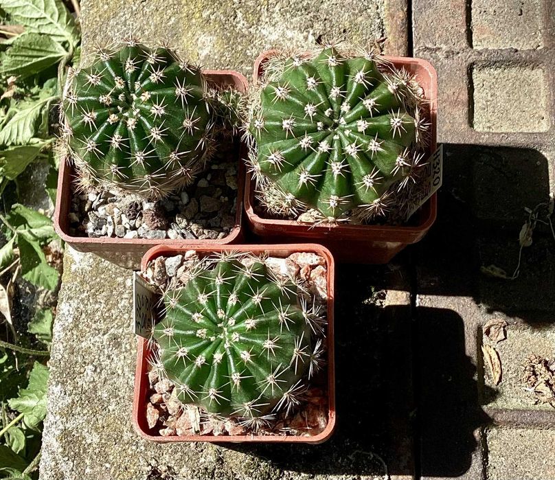 Echinopsis hybryda Utopian Dream (Bilsdale) kaktus sukulent