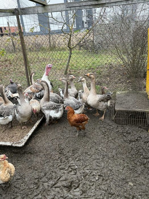 Sprzedam gęsi dorosłe