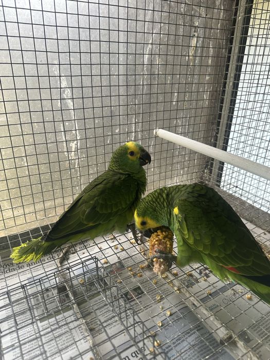 Amazonas Aestiva Xanthopterys