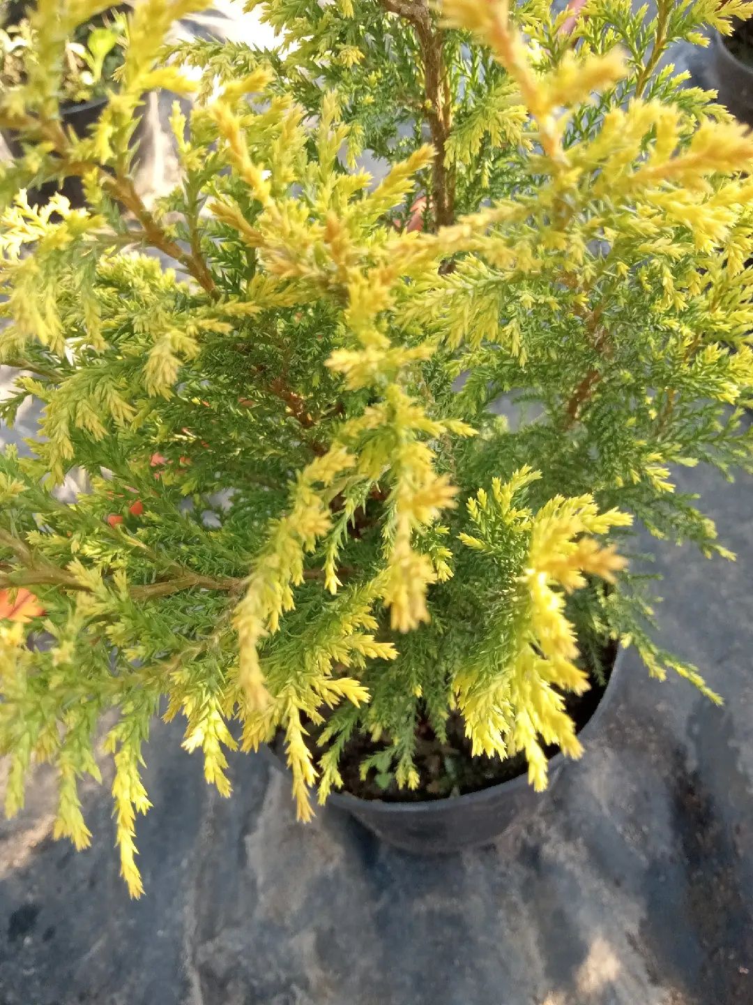 Кипарисовик Plumosa Aurea