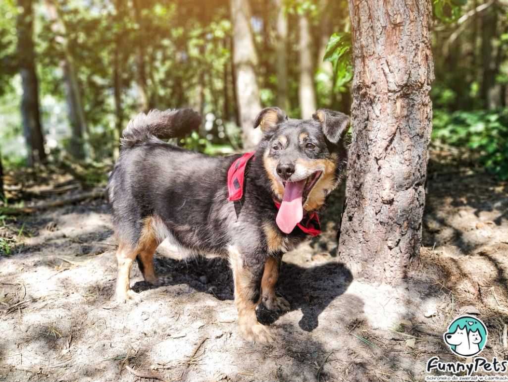 Towarzyski, uwielbiający człowieka psiak poleca się do adopcji!!!