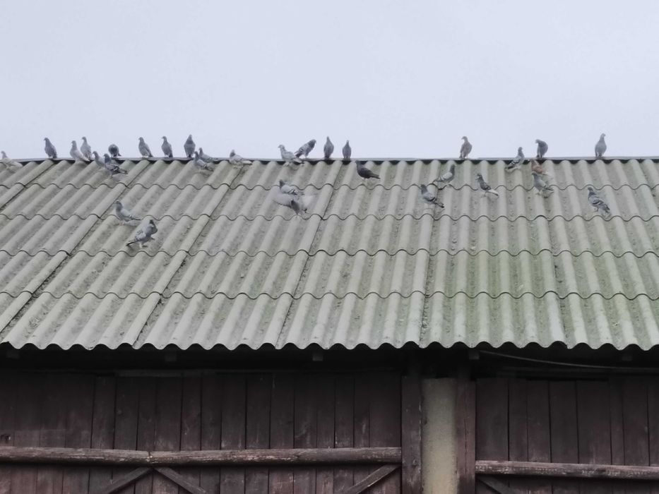 Sprzedam gołębie pocztowe i inne. Odbiór osobisty, tylko gotówka.