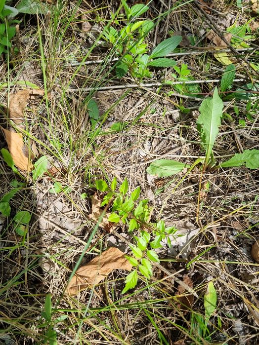 Кампсис. Текома. Лиана