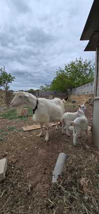 Коза с козлятами зааненская молочная