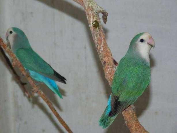 Папуги нерозлучники - це здорові, щасливі пташки