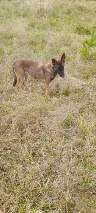 Терміново відам малінуа