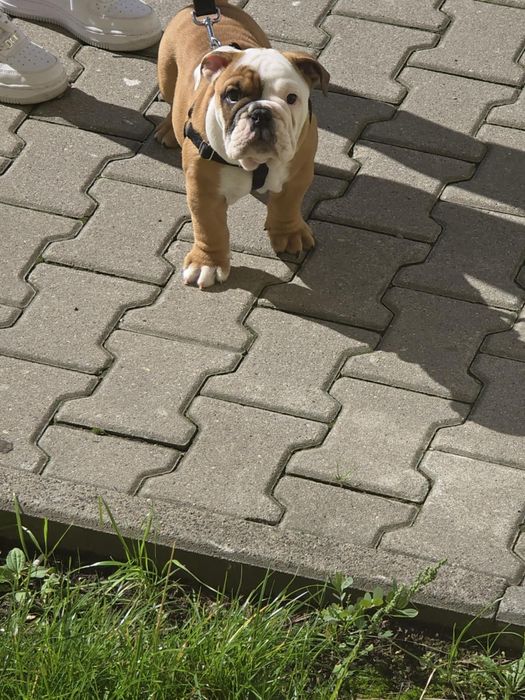 Buldog Angielski