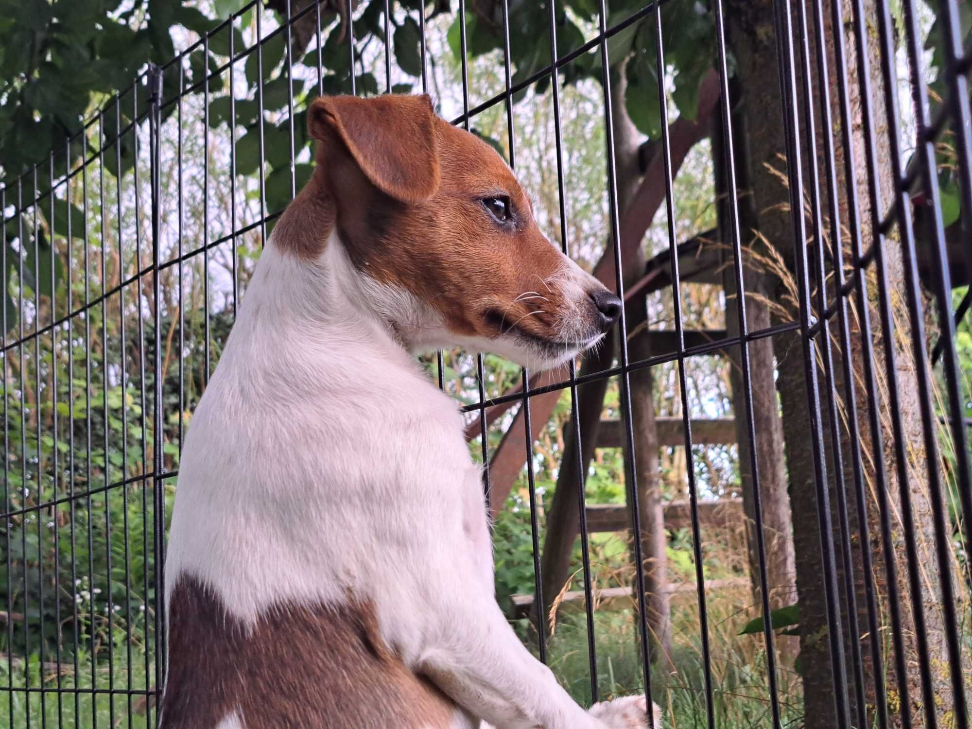 Jack Russell Terrier suczka rodowód