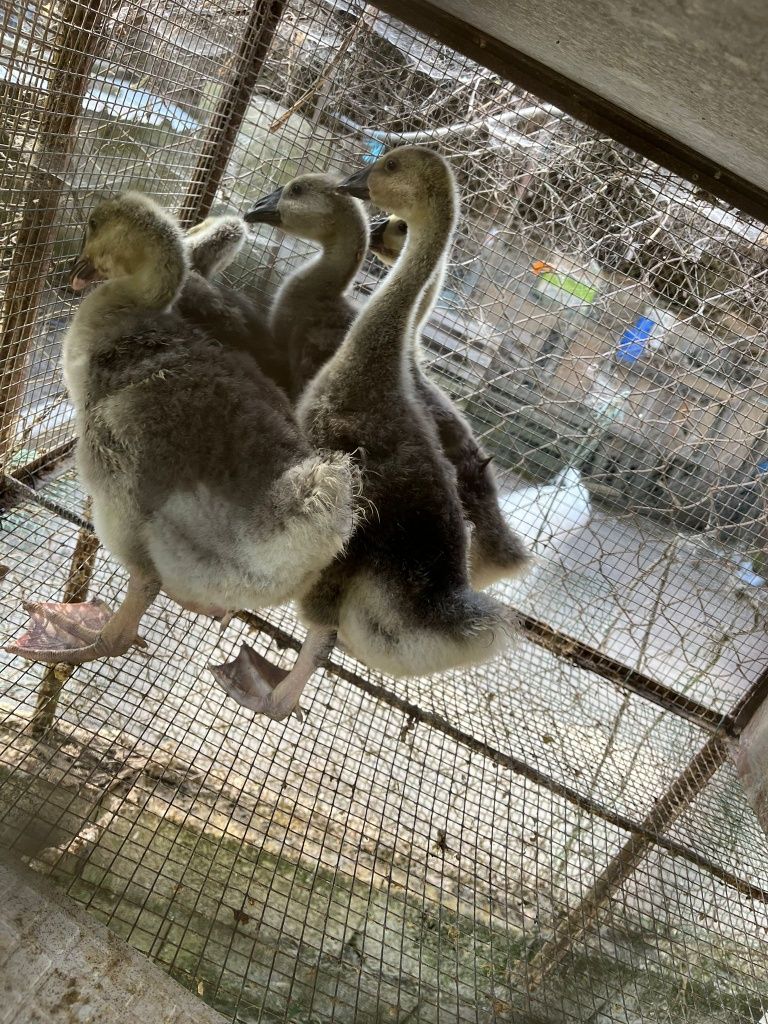 Gansos da Guiné como na foto