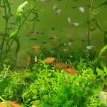 neon inessa minor czerwony, skalar czarny, paletki