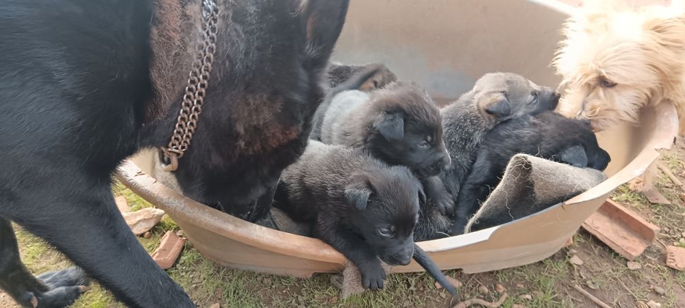 Wolfdog checo X pastor belga