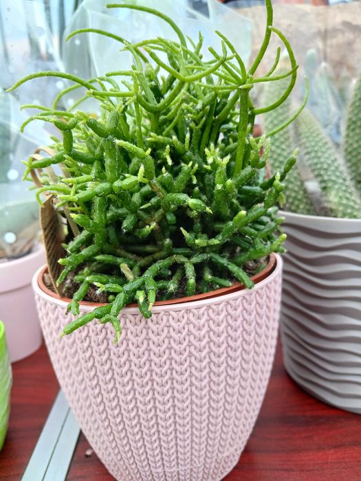 Паперомія .Ріпсаліс Цереускула