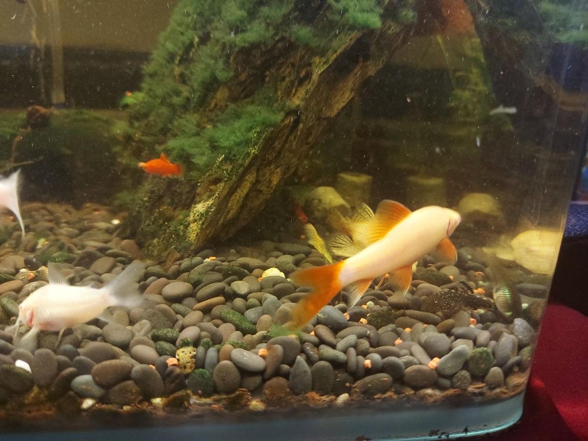 Labeo frenatus albino jovem (6-8 cm)