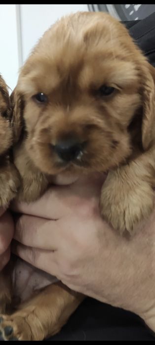 Chłopak, samiec z rodowodem. Cocker spaniel angielski.