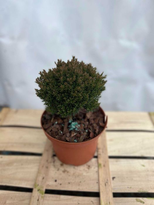 cyprysik cyprys groszkowy SUNGOLD piękne sadzonki 2-3L producent tuje