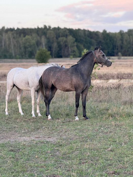 Ogier arabski arab 3, 4 lata gniady siwy
